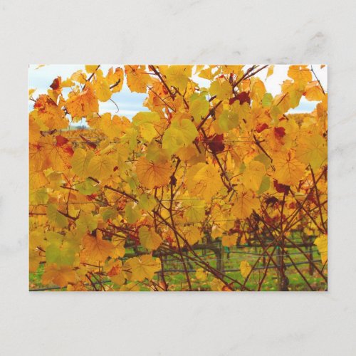 Napa Valley Wine Country Vineyard Postcard