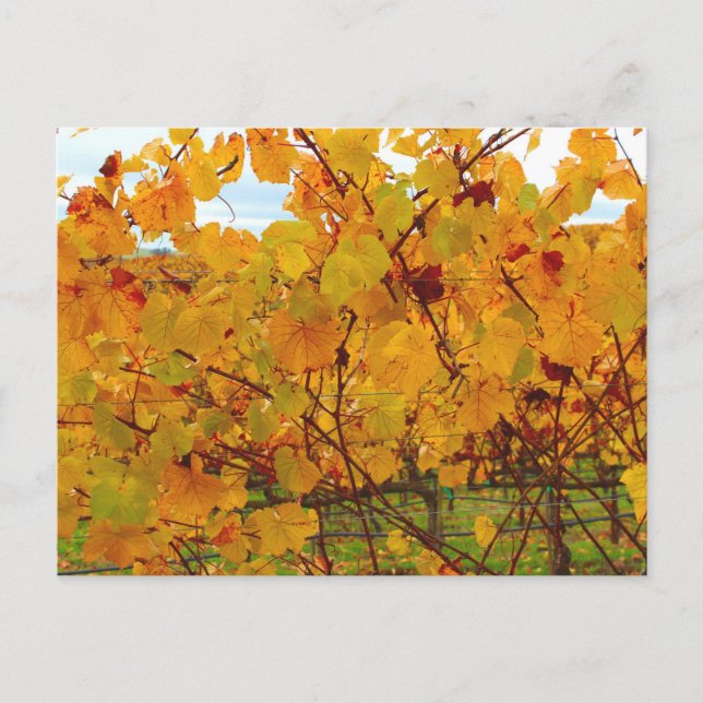 Napa Valley Wine Country Vineyard Postcard (Front)