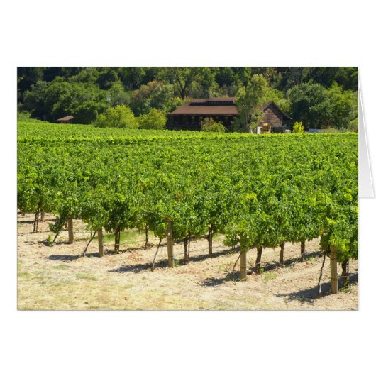 Napa Valley Winery Vineyard (Front Horizontal)