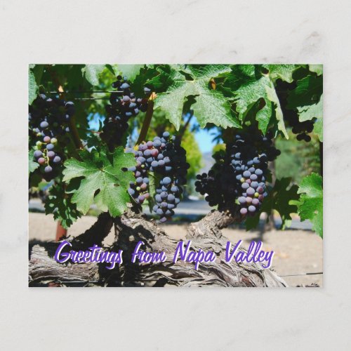 Napa Vineyard Grapes on Vine Postcard