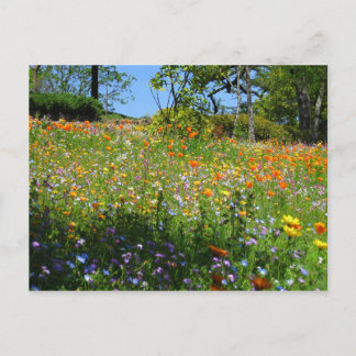Napa wildflowers card