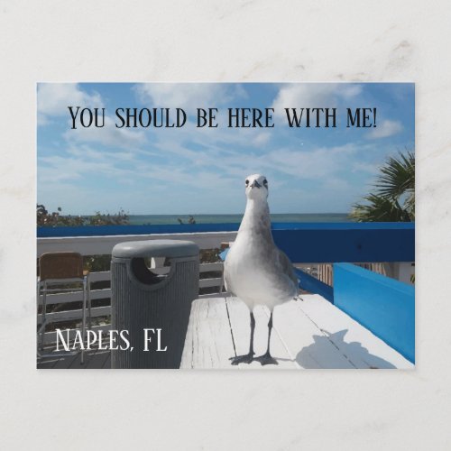 NAPLES FL Cute Seagull Print Beach Postcard