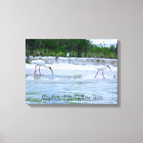 Naples FL White Ibis Birds Walking on Beach Canvas Print