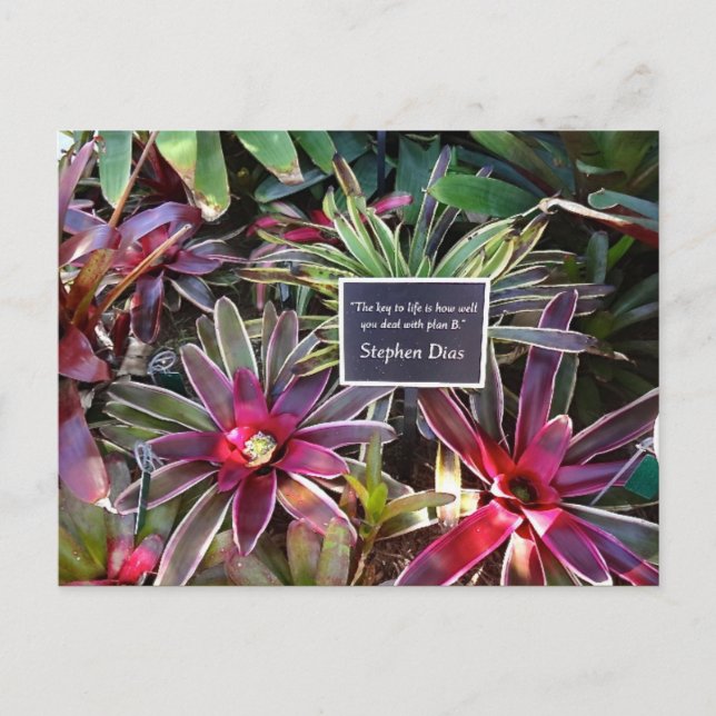Naples Florida Botanical Garden Stephen Dias Quote Postcard (Front)