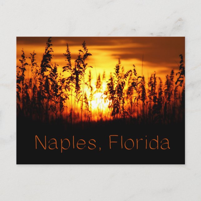 Naples Florida Sunset Postcard (Front)