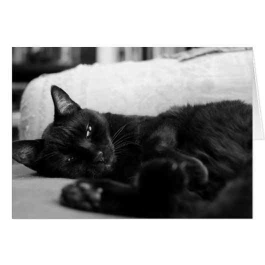 Napping Cat (Front Horizontal)