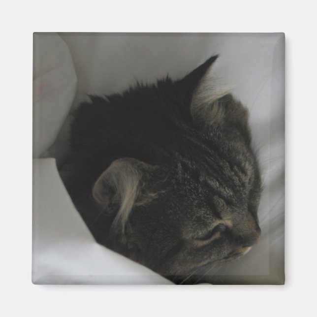 Napping Cat Magnet (Front)