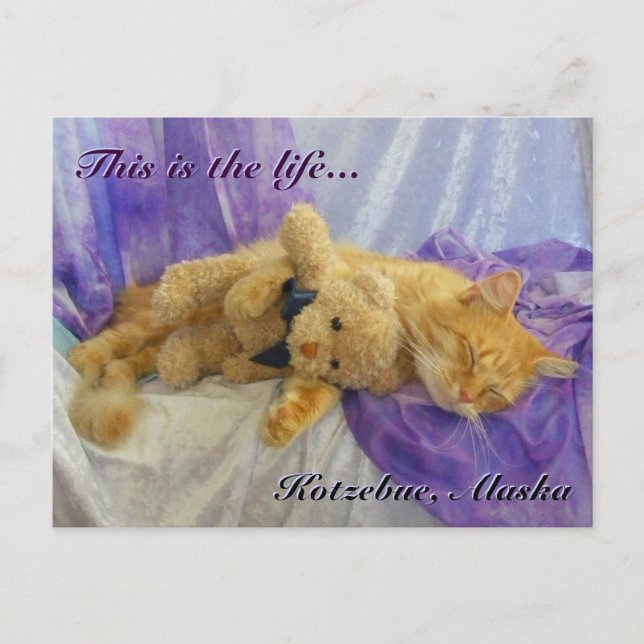 Napping Cat Postcard (Front)