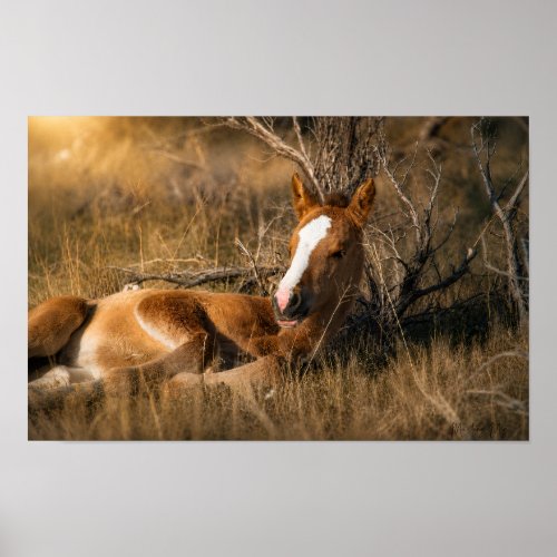 Napping Foal  Poster