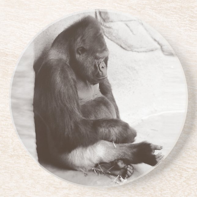 Napping Gorilla Photograph Drink Coaster (Front)