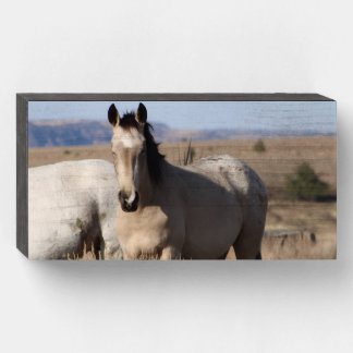 Napping Mustang Wooden Box Sign