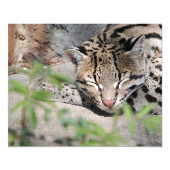 Napping Ocelot Photo Print (Front)
