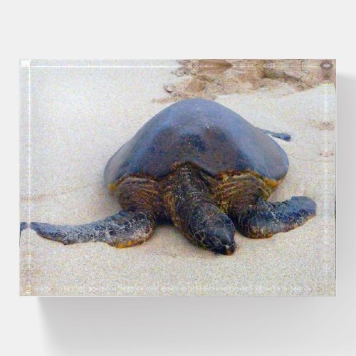 Napping on the beach sea turtle paperweight