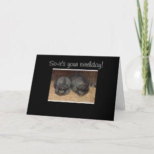 NAPPING PIGS GROUP BIRTHDAY CARD
