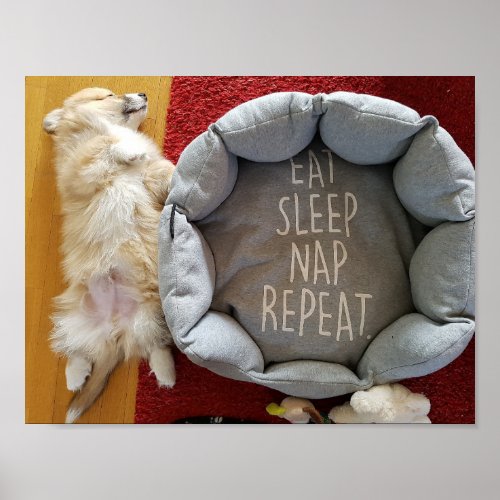 Napping Puppy  11 x 85 Poster