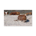 Napping Wild Ponies at Assateague National Park Business Card