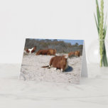 Napping Wild Ponies at Assateague National Park Card