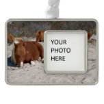 Napping Wild Ponies at Assateague National Park Christmas Ornament
