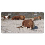 Napping Wild Ponies at Assateague National Park License Plate