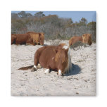 Napping Wild Ponies at Assateague National Park Magnet
