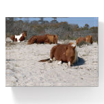 Napping Wild Ponies at Assateague National Park Paperweight