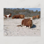 Napping Wild Ponies at Assateague National Park Postcard