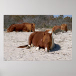 Napping Wild Ponies at Assateague National Park Poster