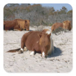 Napping Wild Ponies at Assateague National Park Square Sticker