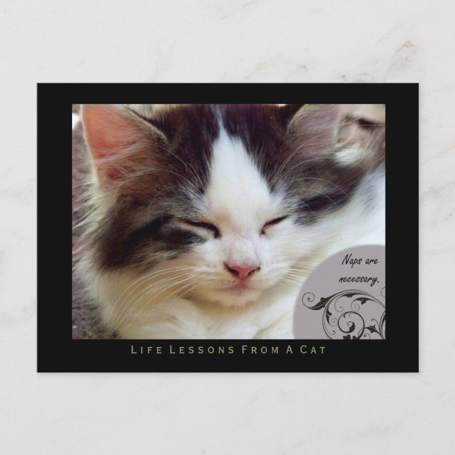 Naps Life Lessons From a Cat Postcard (Front)