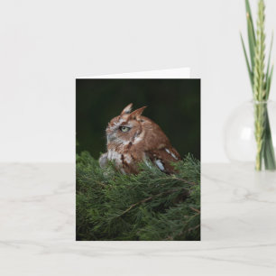 Naptime for Screech Owl note card