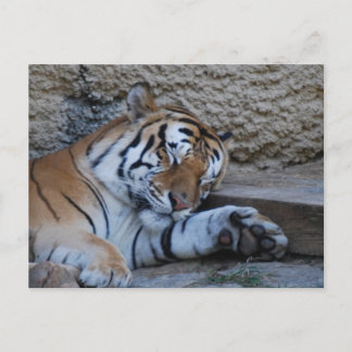 naptime tiger postcard