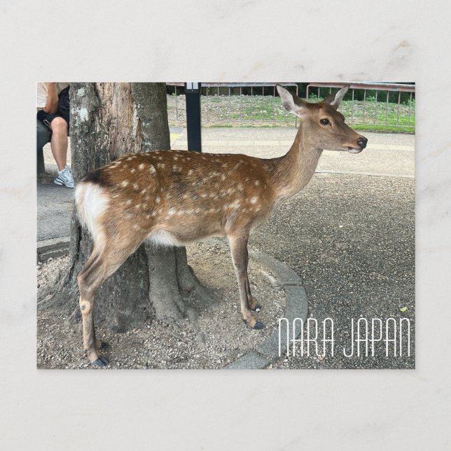 Nara Japan Deer Postcard (Front)