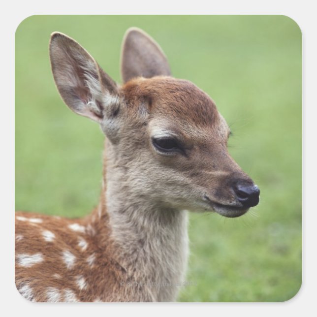 Nara Prefecture, Honshu, Japan Square Sticker (Front)