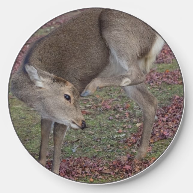 Nara Wireless Charger (Front)