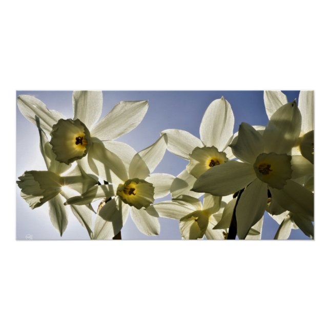 Narcissen die bloeien met een lente blauwe lucht  poster (Front)