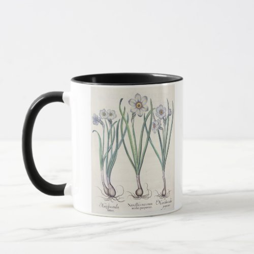 Narcissi 1Narcissus maximus medio purpureus 2N Mug