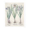Narcissi: 1.Narcissus maximus medio purpureus; 2.N