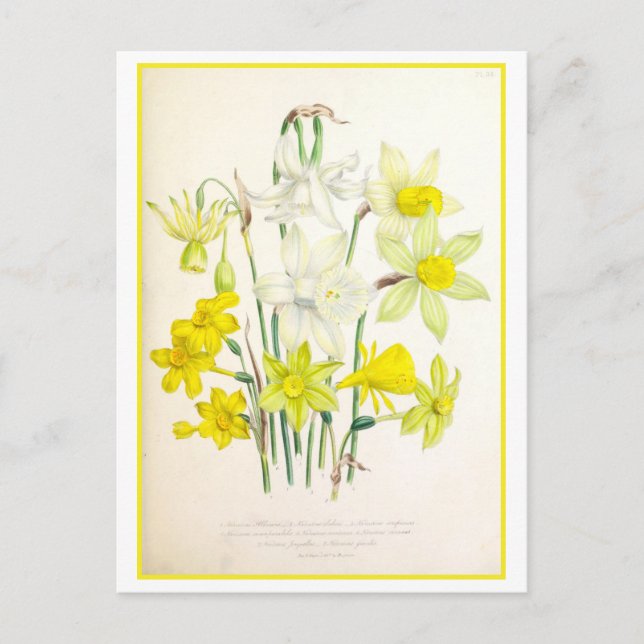 Narcissus Botanical Illustration Vintage Postcard (Front)