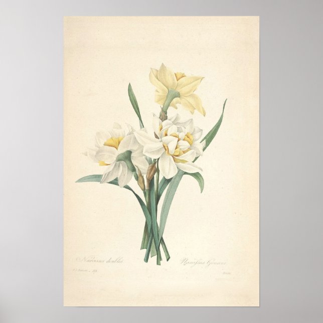 Narcissus Canvas Print (Front)