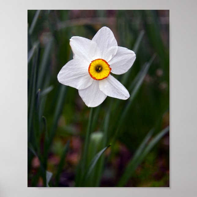 Narcissus Flower Poster (Front)