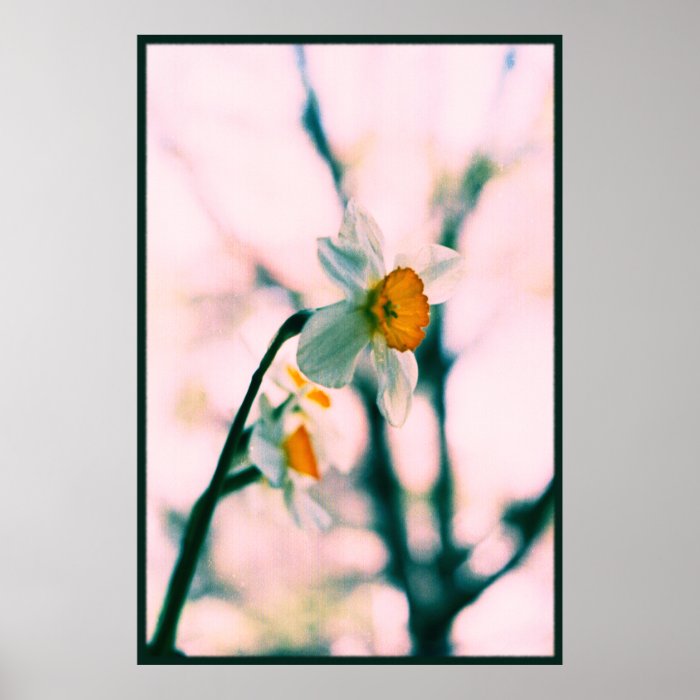 Narcissus Flowers   gentle white and yellow photog Posters