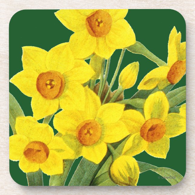 Narcissus (N Tazetta) Coaster (Front)