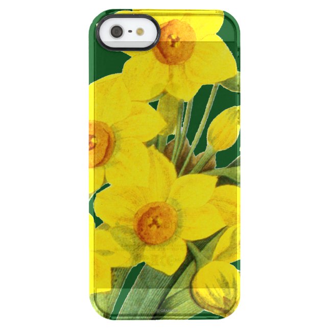 Narcissus (N Tazetta) Uncommon iPhone Case (Back)