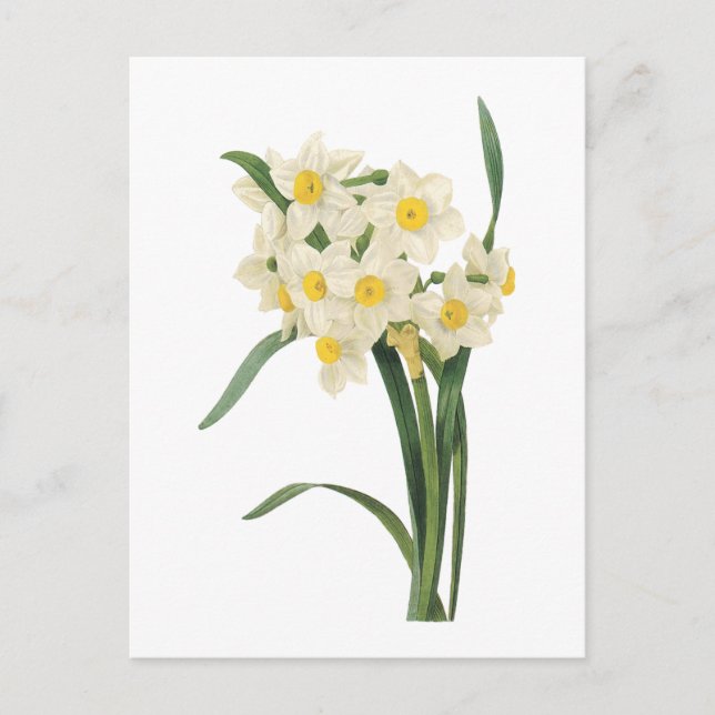 narcissus(Narcissus tazetta) by Redouté Postcard (Front)