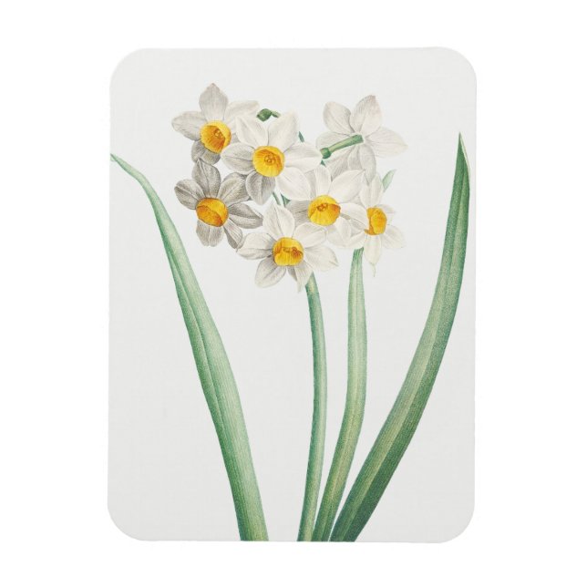 Narcissus, Pierre-Joseph Redouté, 1805 Magnet (Vertical)