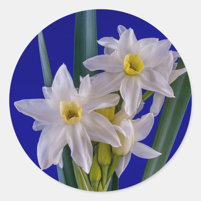 Narcissus Spring Classic Round Sticker (Front)