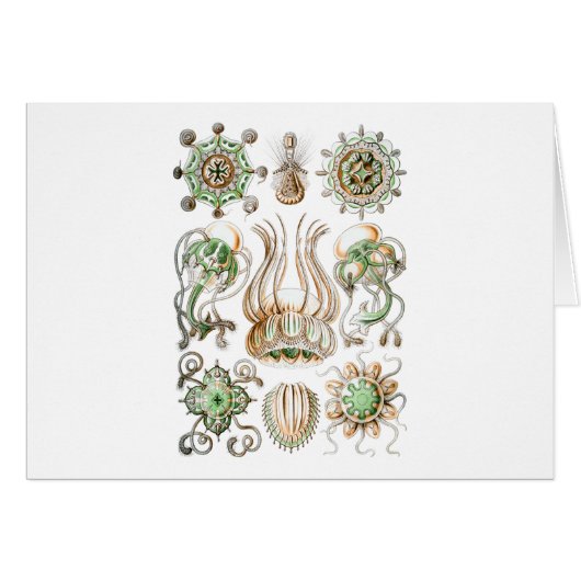 Narcomedusae Cards (Front Horizontal)