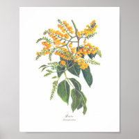 Narra (Pterocarpus indicus) Ph Forest Blooms