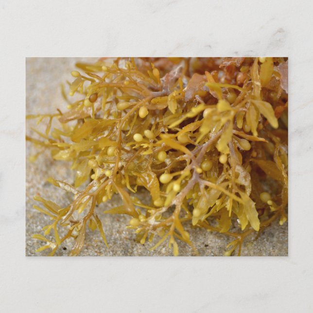 Narrowleaf Sargasso seaweed algae on sandy beach Postcard (Front)