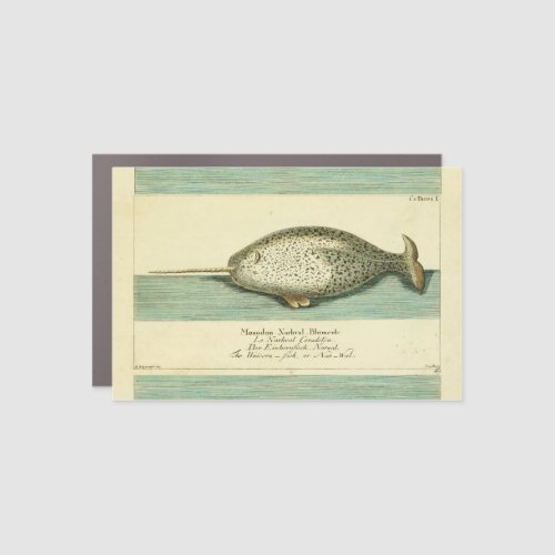 Narwhal Antique Whale Watercolor Painting Car Magnet